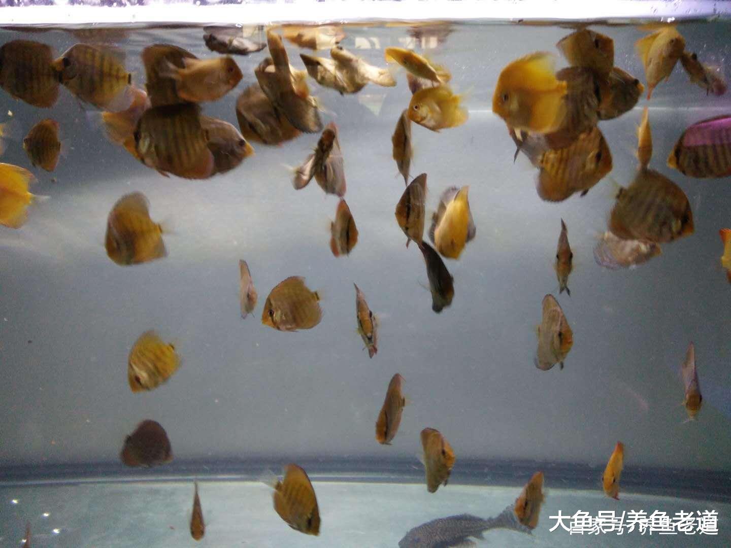 饲养观赏鱼, 鱼缸的循环系统和氧气供应最多可关闭多久?