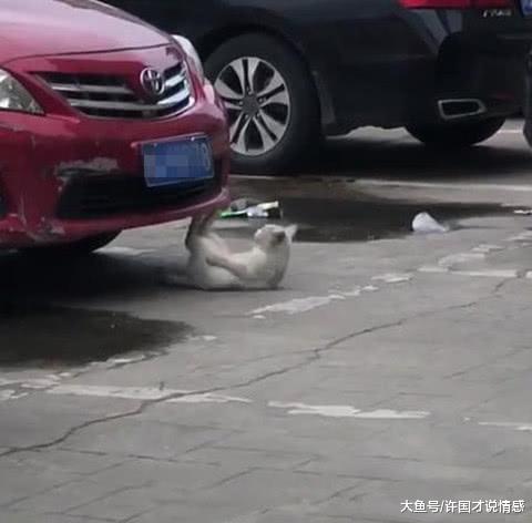 一只碰瓷的喵星人，偷拍被发现后这副表情，网友瞬间被萌化了