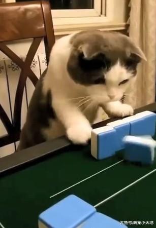 主人打出七萬，賭徒喵雙眼發亮激動拍桌：胡了！罐罐交出來