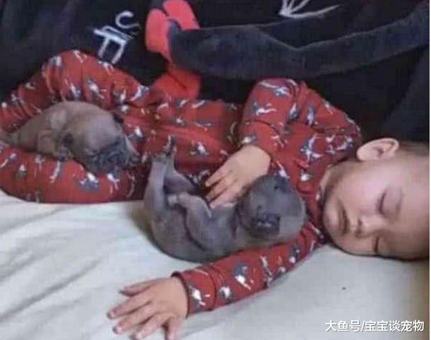 主人半夜去撒尿，见宝宝不见了，赶去客厅一看笑出内伤：真和谐……