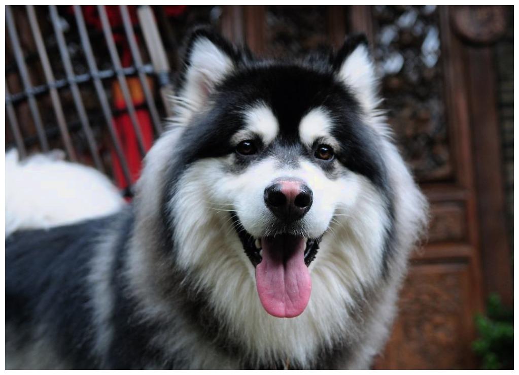 狗狗周末意外宅在狗窝, 主人严查缘由笑喷: 它在保护“私有财产”