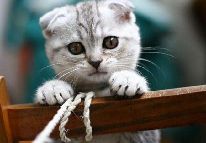 关于苏格兰折耳猫你了解多少？它背后的故事让人心酸