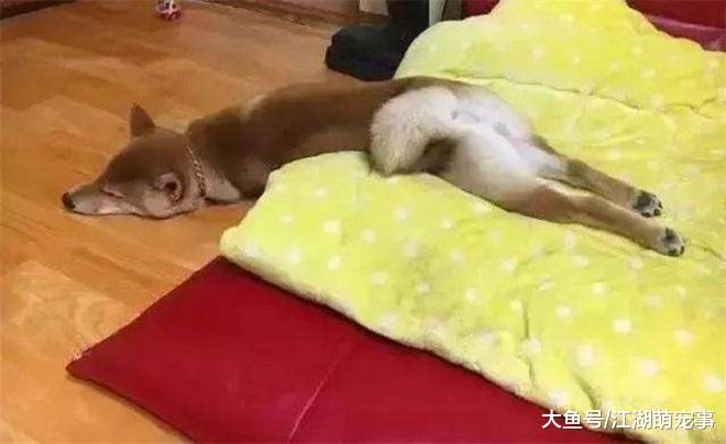 狗狗的睡姿代表着不同的状态，你真的了解自己的狗吗