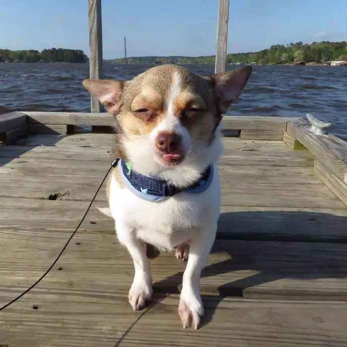 吉娃娃一言不合就开撕，不管多大的狗，吉娃娃从来都没怂过