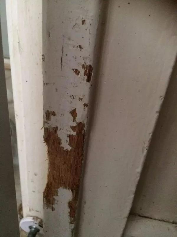 这5只宠物狗都上过报纸，堪称破坏之王，主人都以为家中遭贼