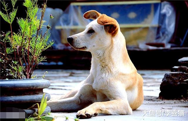 土狗为何不吃主人筷子上的肉？三点宠物犬饲养者所不了解的原因