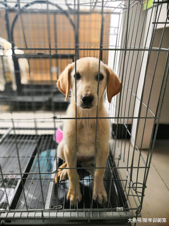 花300块在网上买的拉布拉多，养了一个星期，噩梦开始了！