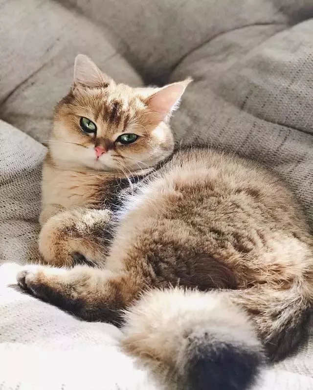 自己养的猫随便摸？不，撸猫也要讲究方法，不然就是在消耗信任度