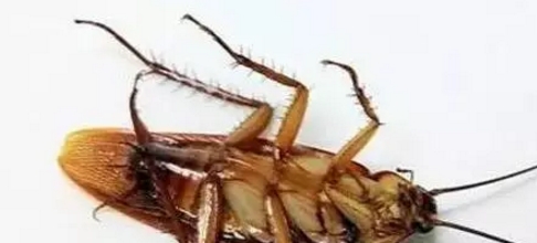 学会这几招，家里再也见不到蟑螂！比杀虫剂还有用！生活我最美