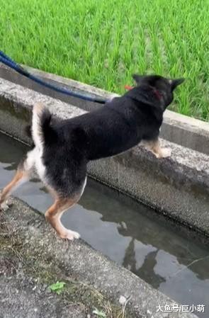 狗狗后腿泡排水沟，吐舌头惬意足浴，刚洗完澡主人快气死了