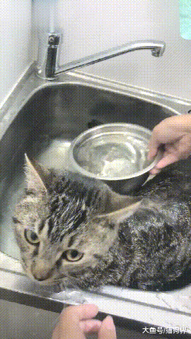 猫咪洗澡一脸惊恐, 猫: 有话好好说, 为啥要在洗菜的地方洗我!