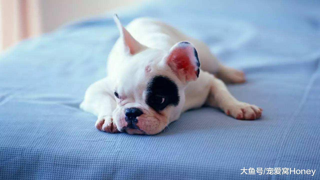 狗狗吃它自己的便便，怎么教都教不好，怎么辦？