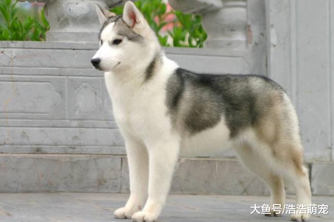 ?最耐不住寂寞的5种狗，柴犬上榜，你家的狗狗在榜上吗？