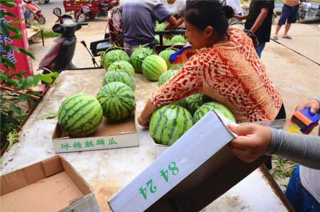 西瓜丰收季，瓜农亏本卖出，市民：还是买不起，怎么回事？