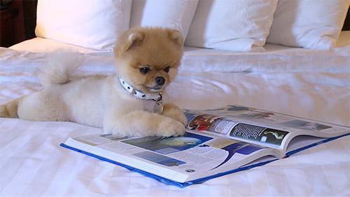 看看别人的爱犬：个个堪称世界之最，我家的吃喝拉撒睡样样精通