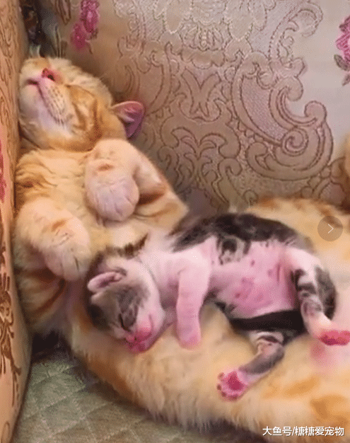 躺在猫哥的肚皮上睡到忘我，下一秒就笑了，主人：让你睡觉不老实