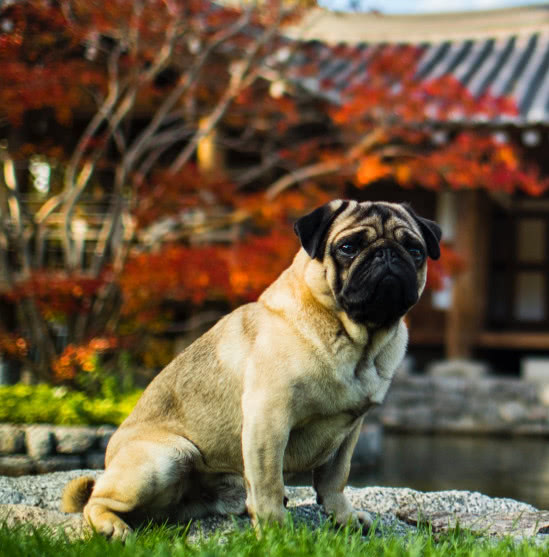 中华田园犬有哪些种类，有着怎样的历史？你对它了解多少