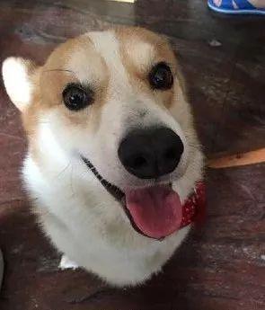 過年帶狗狗回家，主人的媽媽帶狗狗出去，讓網友懷疑人生