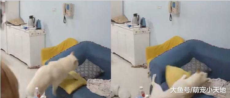 爸洗碗高歌走音！监工柴眼神死叹气完开飞机耳：我真命苦