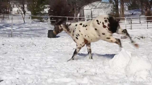 大马看雪人不顺眼，撞到不说，还得用蹄子狠狠的踢上两脚