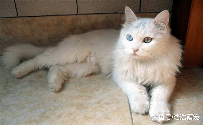 猫咪喜欢自己选窝, 一般会选下面5种, 家里有猫的了解下