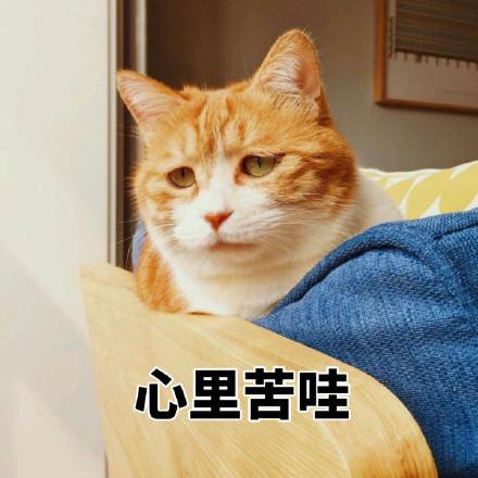 猫尝不出甜味，喵星人：说出来你可能不信，只因我本身就甜