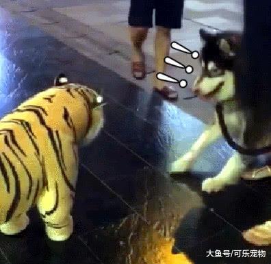 阿拉斯加有多怂？主人想让它和猫咪玩耍，结果狗子被吓得拔腿就跑