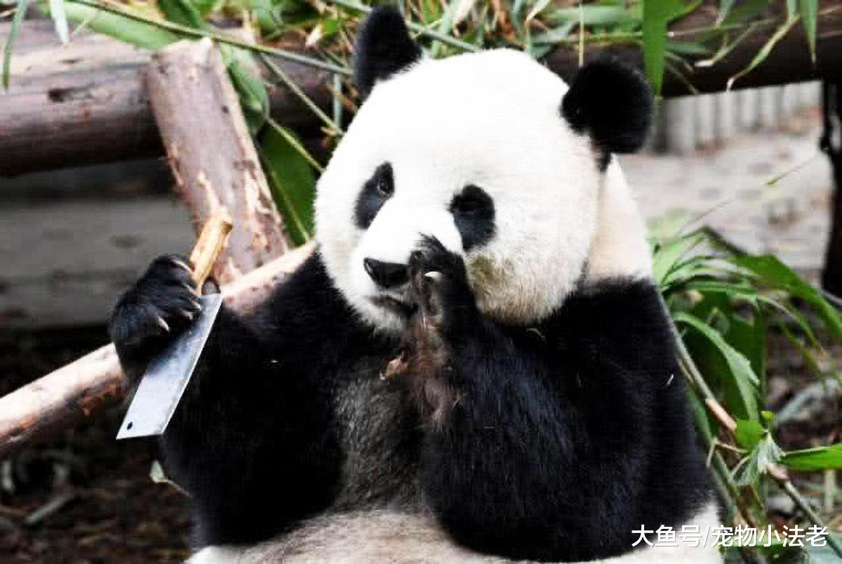 动物园人员粗心大意，忘收菜刀，当看到熊猫举动时，吓出一身冷汗