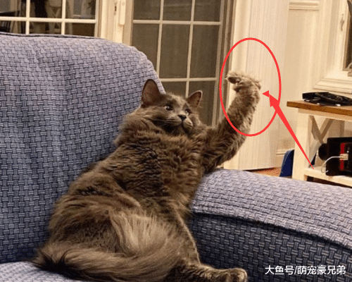 猫咪一直保持着一个动作，总感觉这动作特熟悉，细看后笑喷了