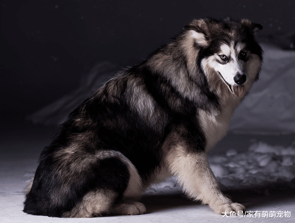 训练狗狗把握住这5点, 让你训练狗狗更快, 狗狗也更听话!