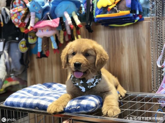 培养狗狗独立性，在家不吵闹，有这5个妙招