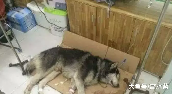 哈士奇咬伤自己的孩子，主人吓得赶紧送医，得知真相吓出一身汗