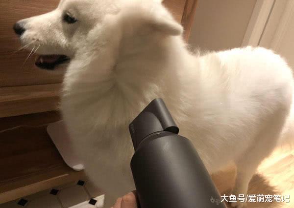 给萨摩吹毛经常甩头咬，主人就给它包上绿头布，汪：能换个颜色吗