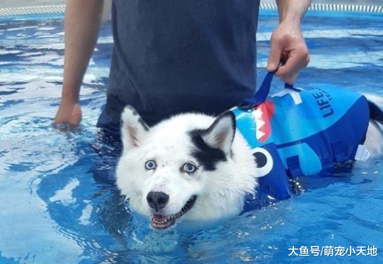 混血二哈一碰水就石化僵在那儿动也不动，完美演绎眼神死