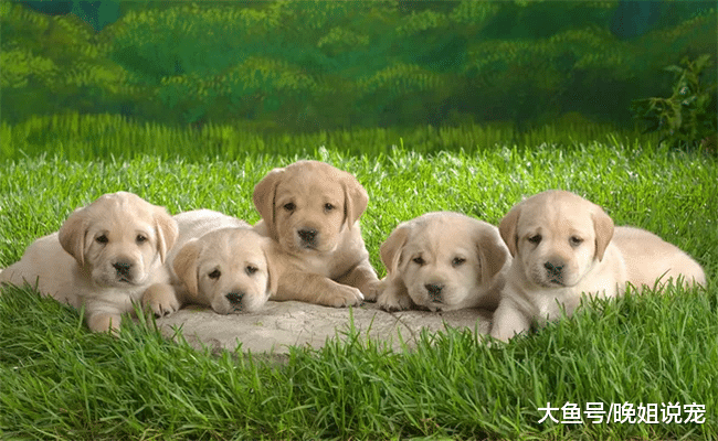 狗狗不听话, 打它一顿就行了? 教你5个办法让狗狗听话