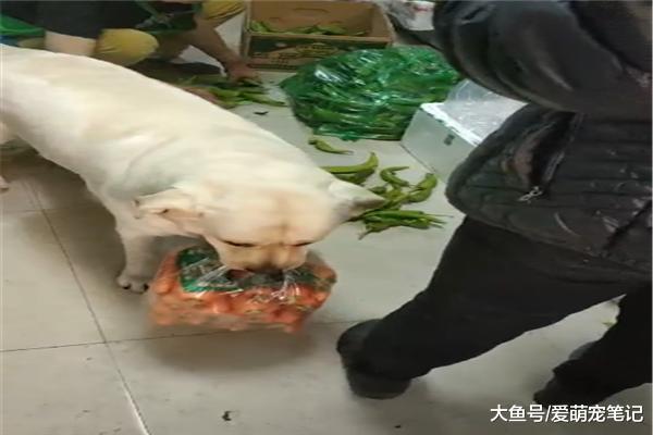 拉布拉多已经三岁了，依旧每天帮主人干活，汪：为这个家付出太多