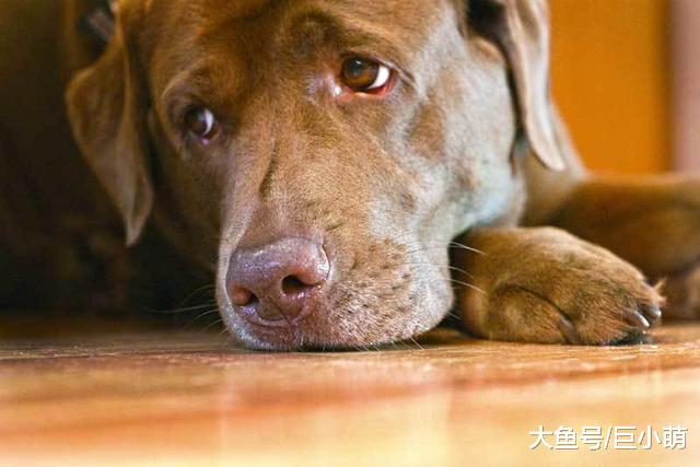 狗狗肾脏疾病伤害不可逆，平日注意爱肾护肾，狗狗才能幸福一生