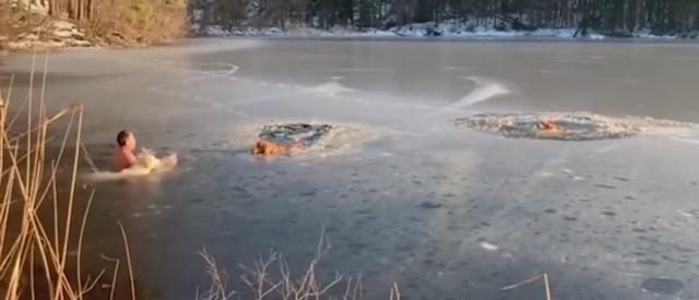 暖心的一幕！一人一狗破冰救援两只陷入冰洞中的狗狗