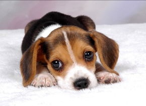 狗狗顽皮淘气又拆家，让人头疼，其实让狗狗变好的训练方法很多的