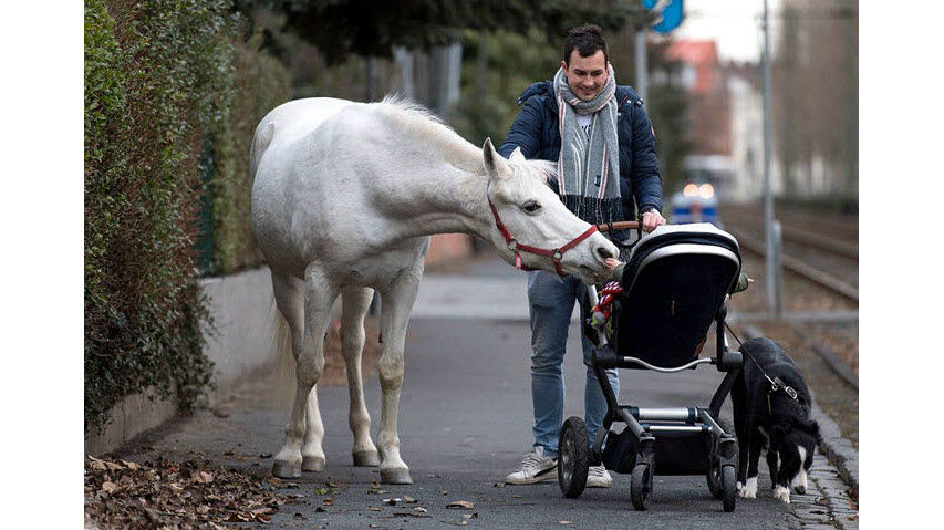 德国一匹白马独自在市区散步14年，当地居民早已习惯
