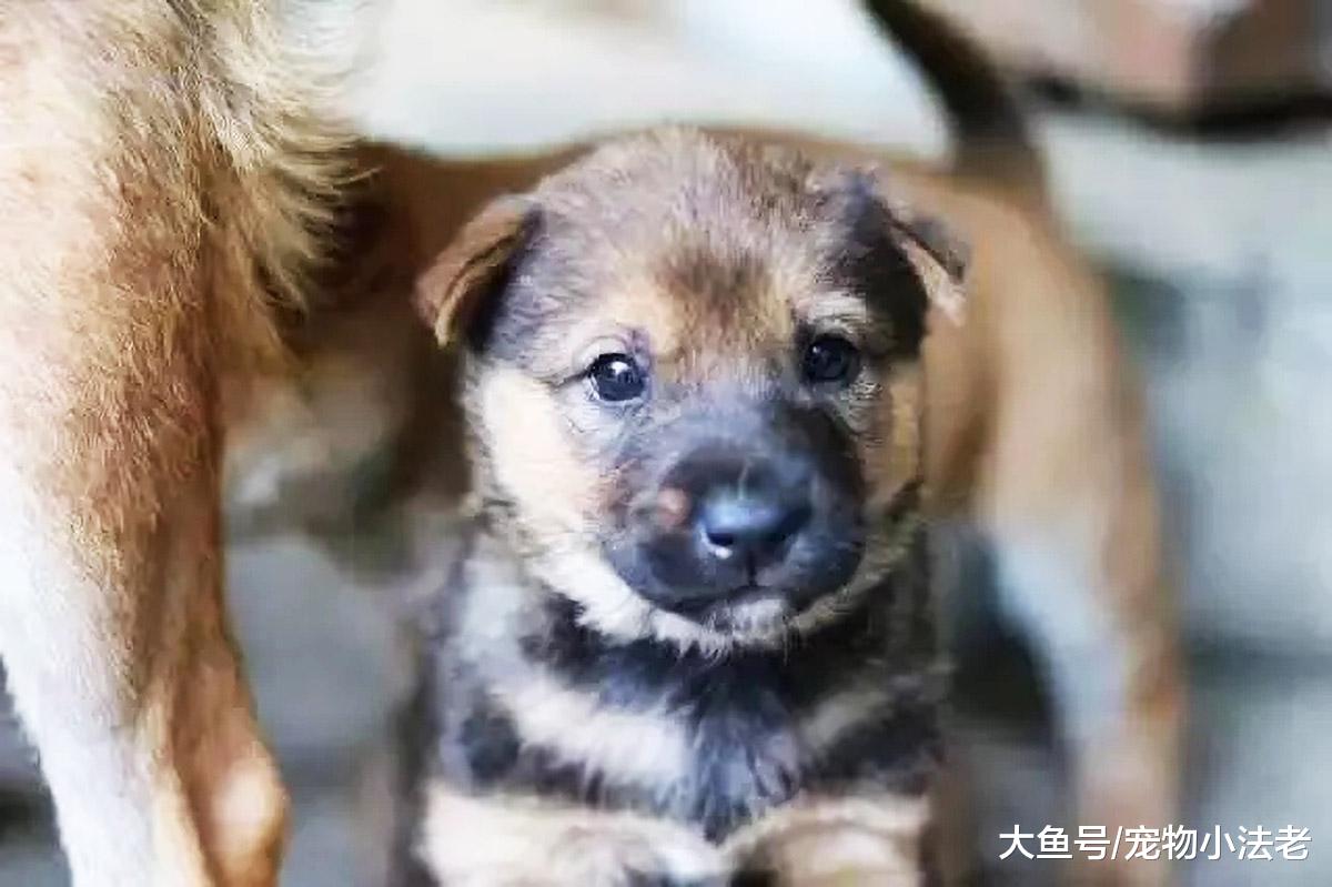 都说土狗丑，带出去没面子，那是因为你没见过这4只土狗！