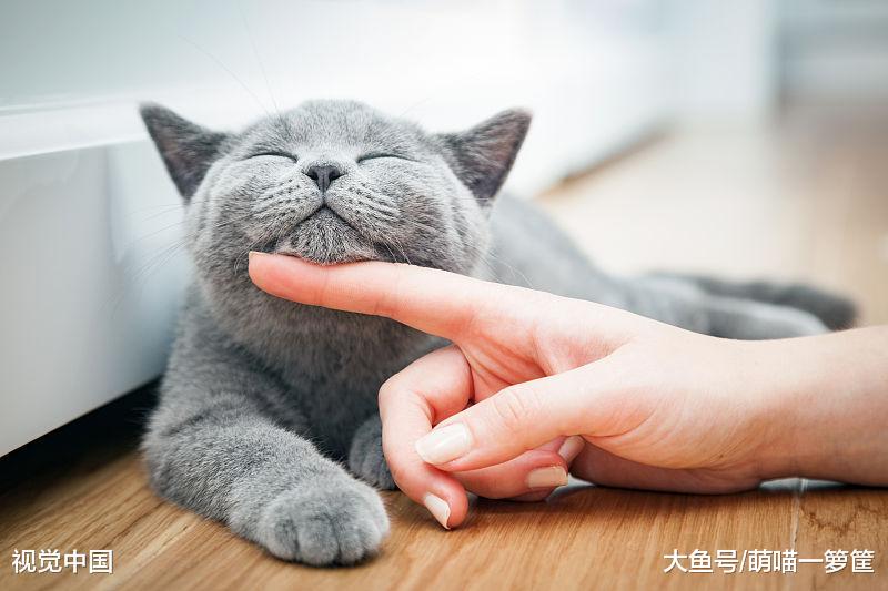 猫咪的一岁相当于人类的七岁？其实没有那么简单