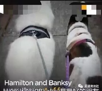 一起长大的朋友去世，狗狗无精打采，直到主人用了这个办法......