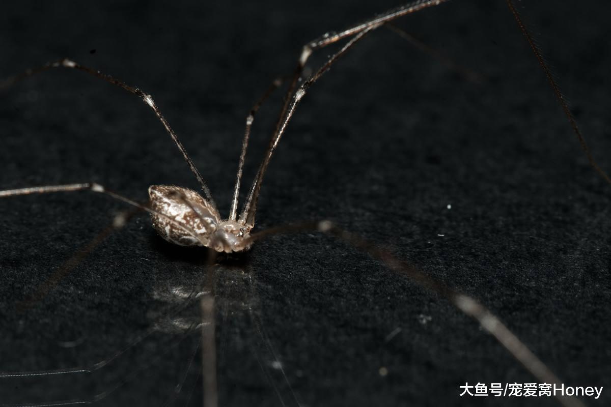 家里的蜘蛛你怎么處理，殺死是最好的辦法嗎？