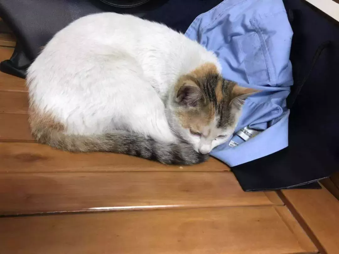 交配季節后，三花貓大鬧警局引得無數公貓爭風吃醋