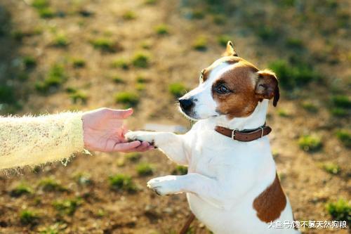 为什么狗狗不愿意给你摸爪子？真相有5个，讨厌你只是其一