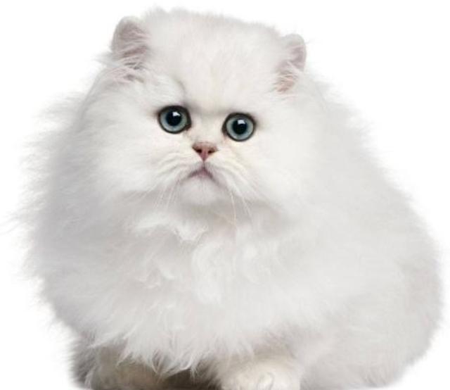 教你选猫系列，猫咪品种介绍及品相判断（6）——波斯猫