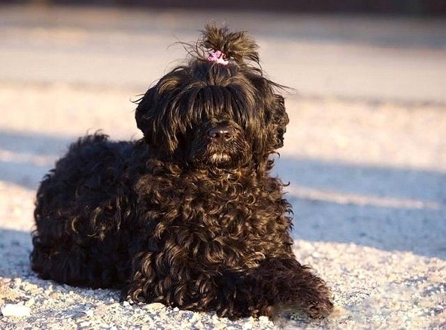 擅长捕鱼的狗，养一只不愁没鱼吃，大家要不要养一只呢