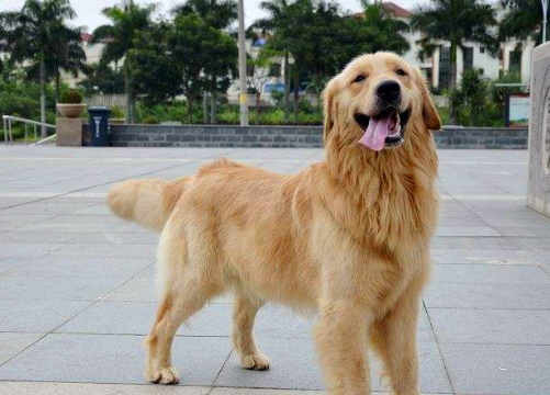 狗愿意親近的人很多，但是你知道，誰才是狗狗唯一認定的主人嗎？