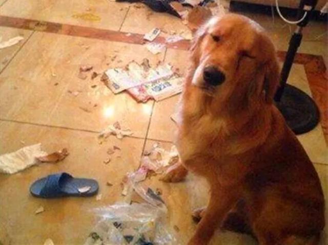 主人骗爱犬去绝育, 狗狗怀着怒意拆家, 铲屎官怒斥后还偷笑不止!